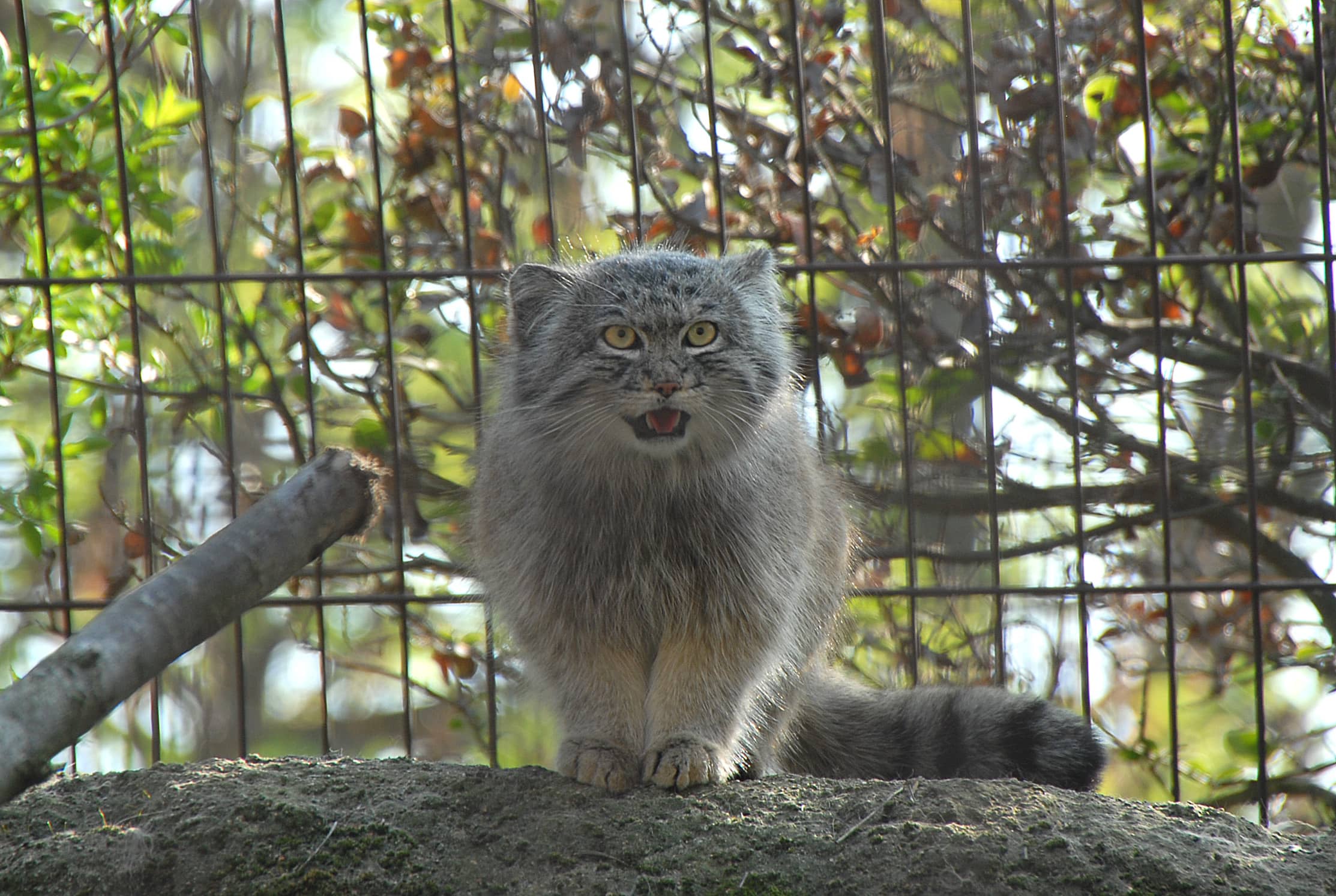 Adorable Animal Enclosure