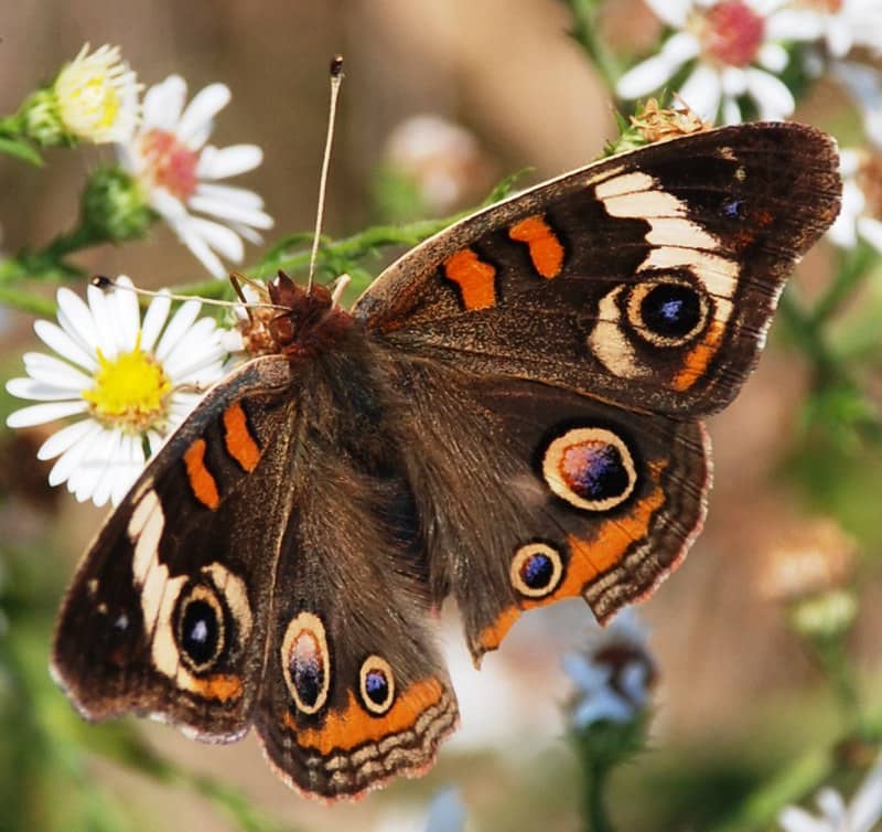 Wildlife Viewing Opportunities