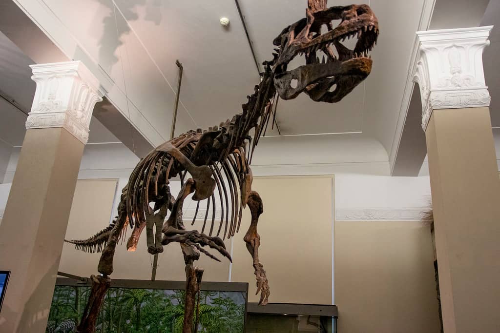 Natural History Collections