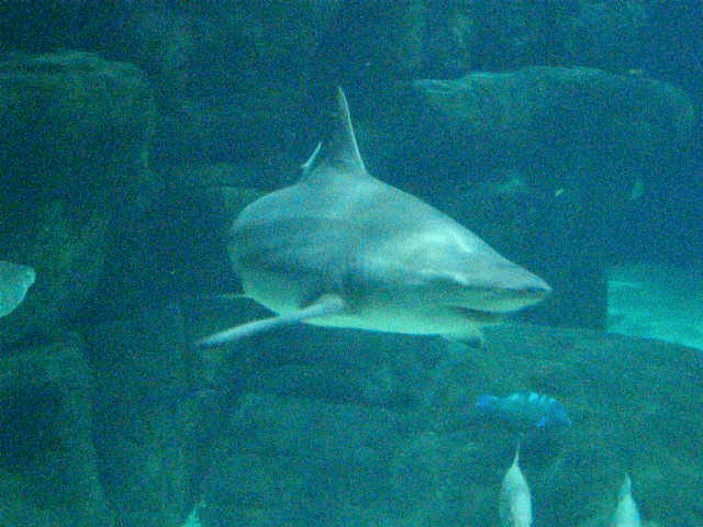 Ocean Discovery & Shark Tank