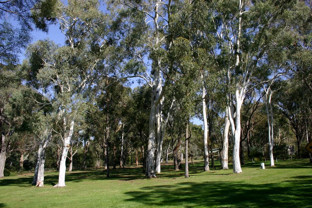 Eucalyptus Lawn