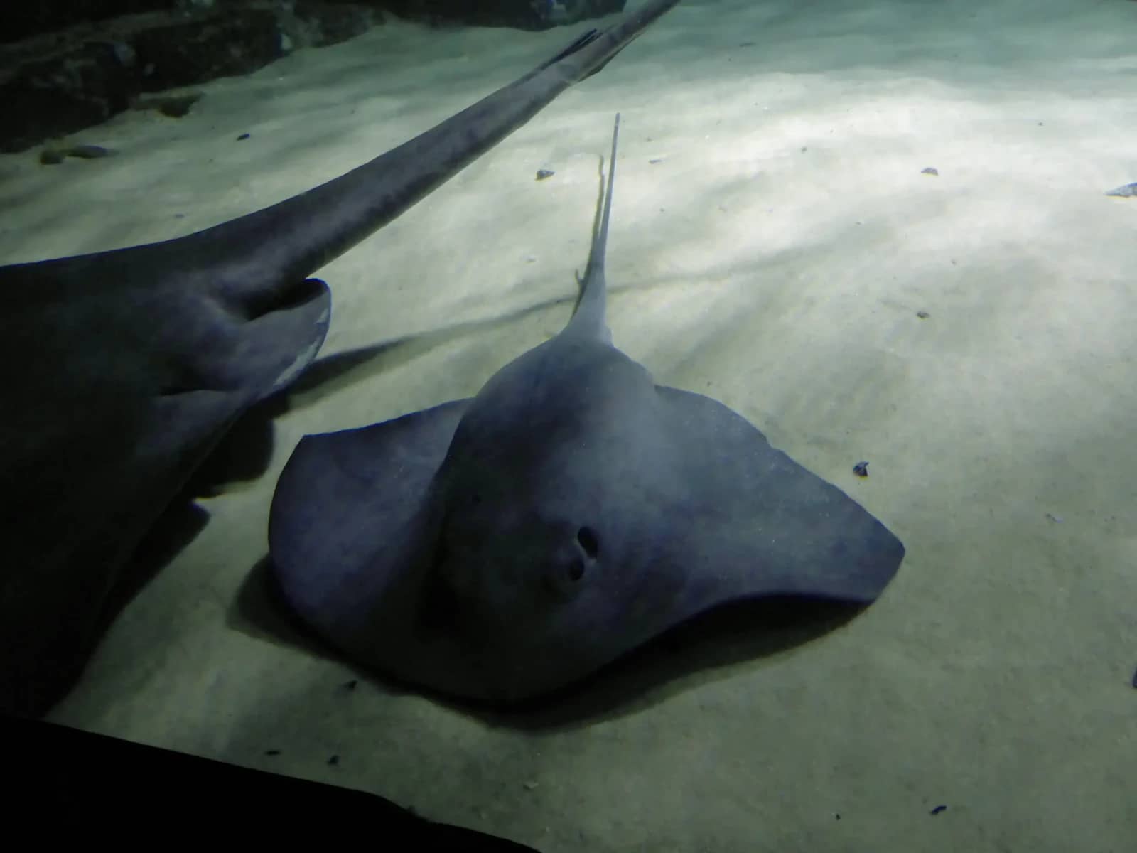 Stingray Feeding