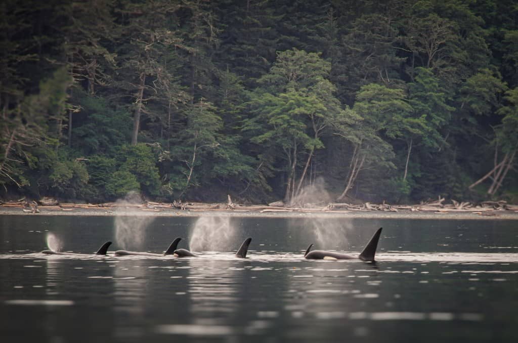 Whale Watching Excursions