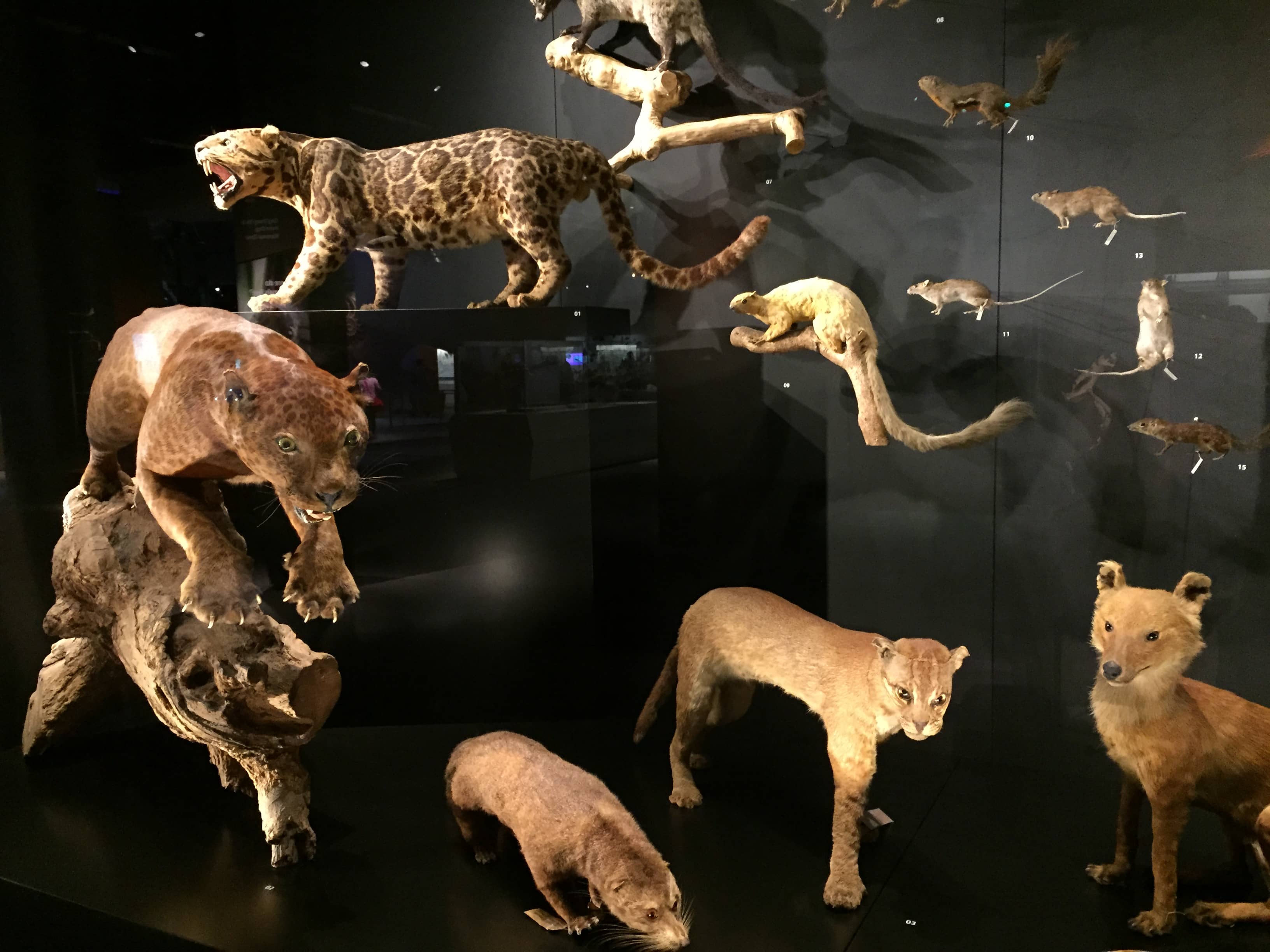 Taxidermy Collection