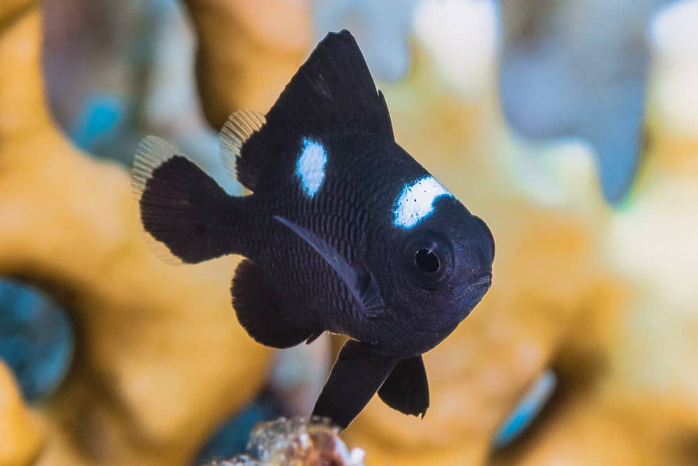 Aquarium & Marine Life