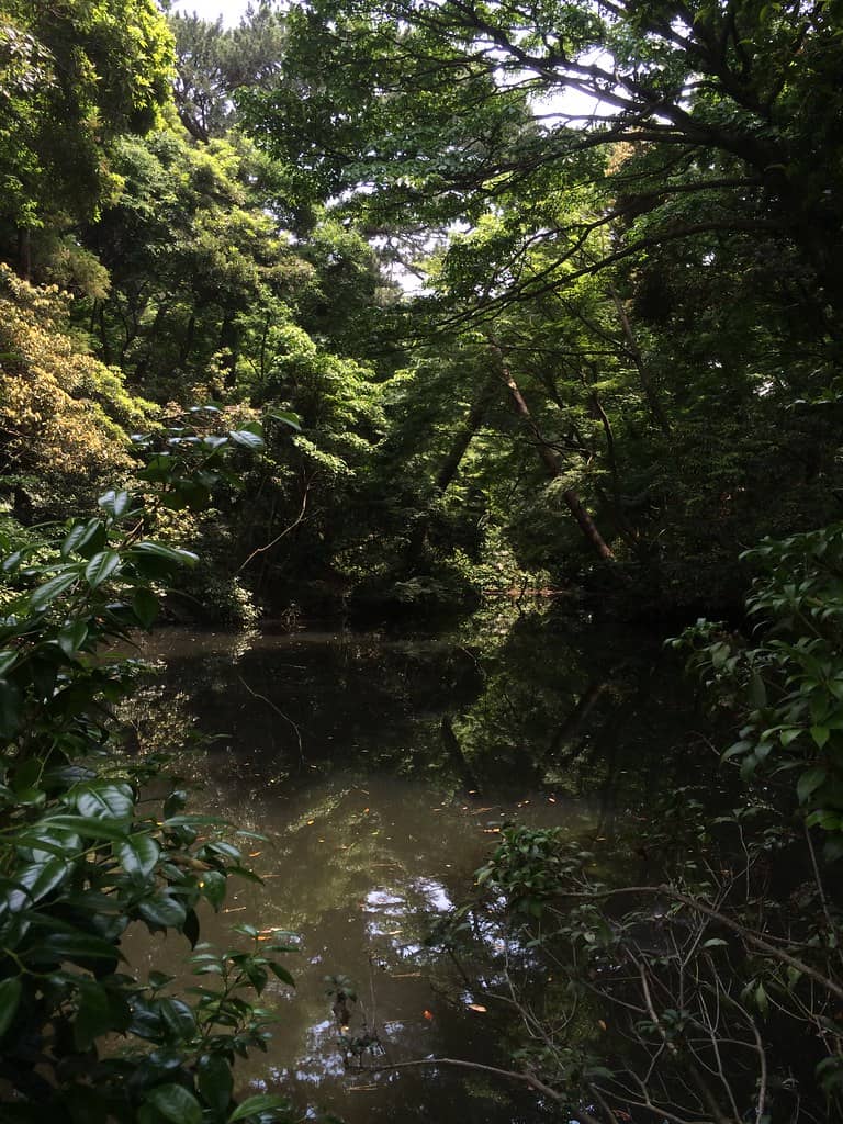 Tranquil Ponds and Marshes