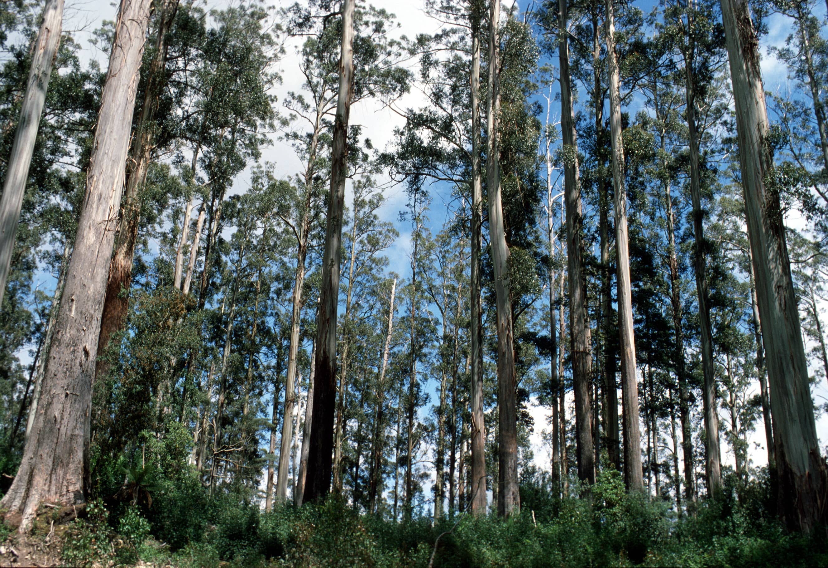 Lush Eucalyptus Forest