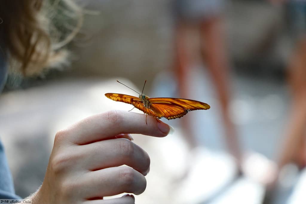 Interactive Photo Opportunities