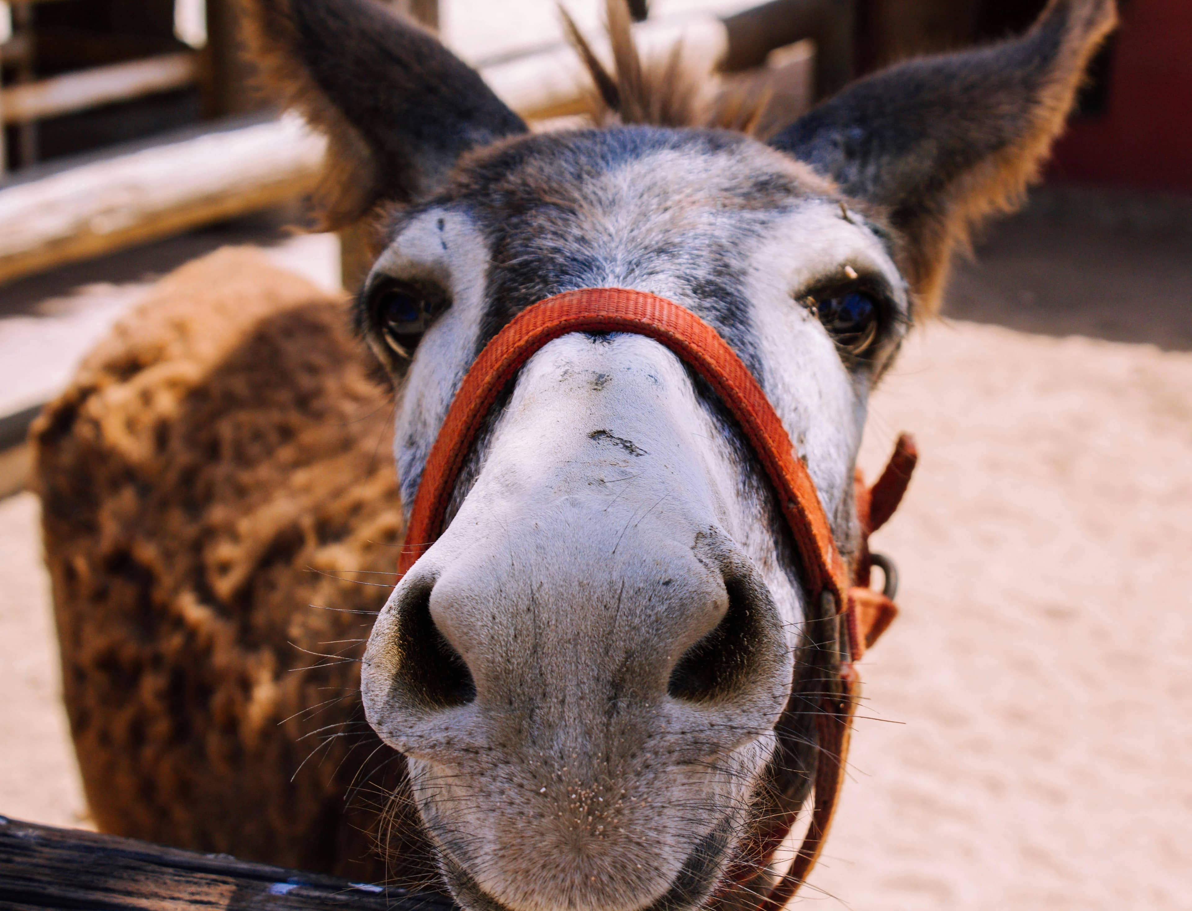 Support Animal Rescue