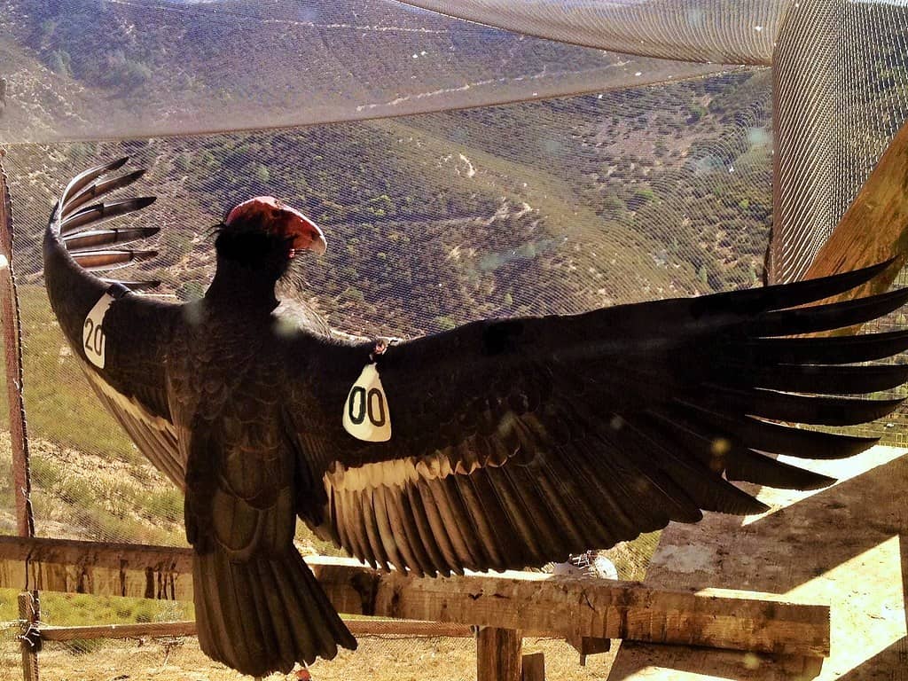 California Condor Aviary