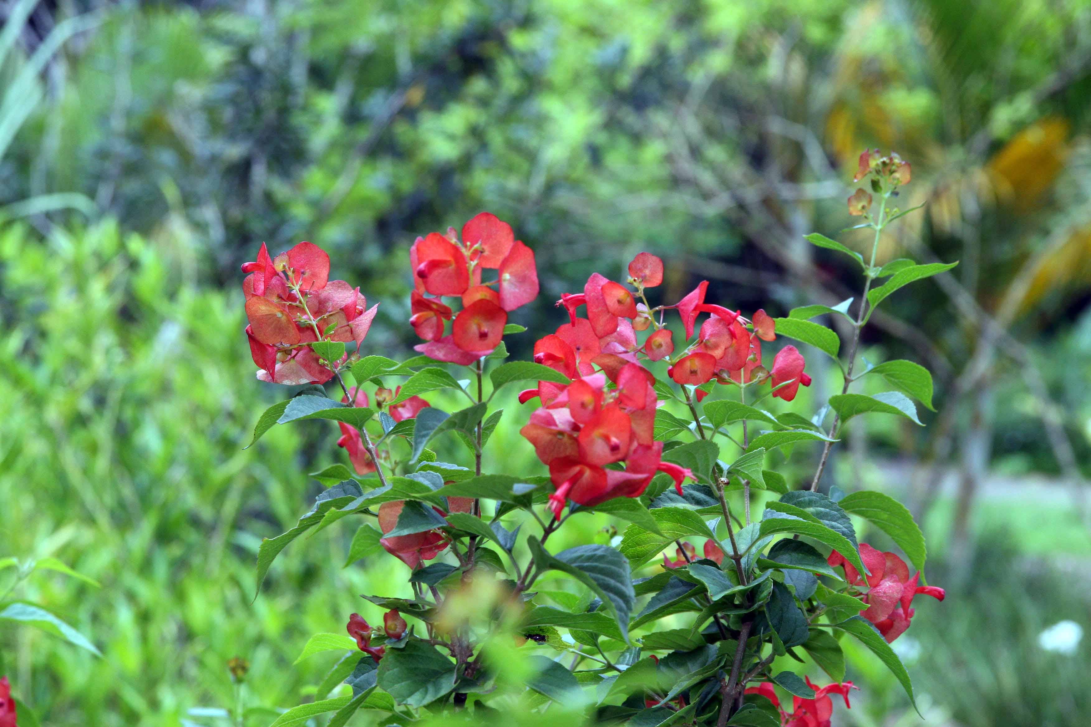 Bougainvillea Varieties