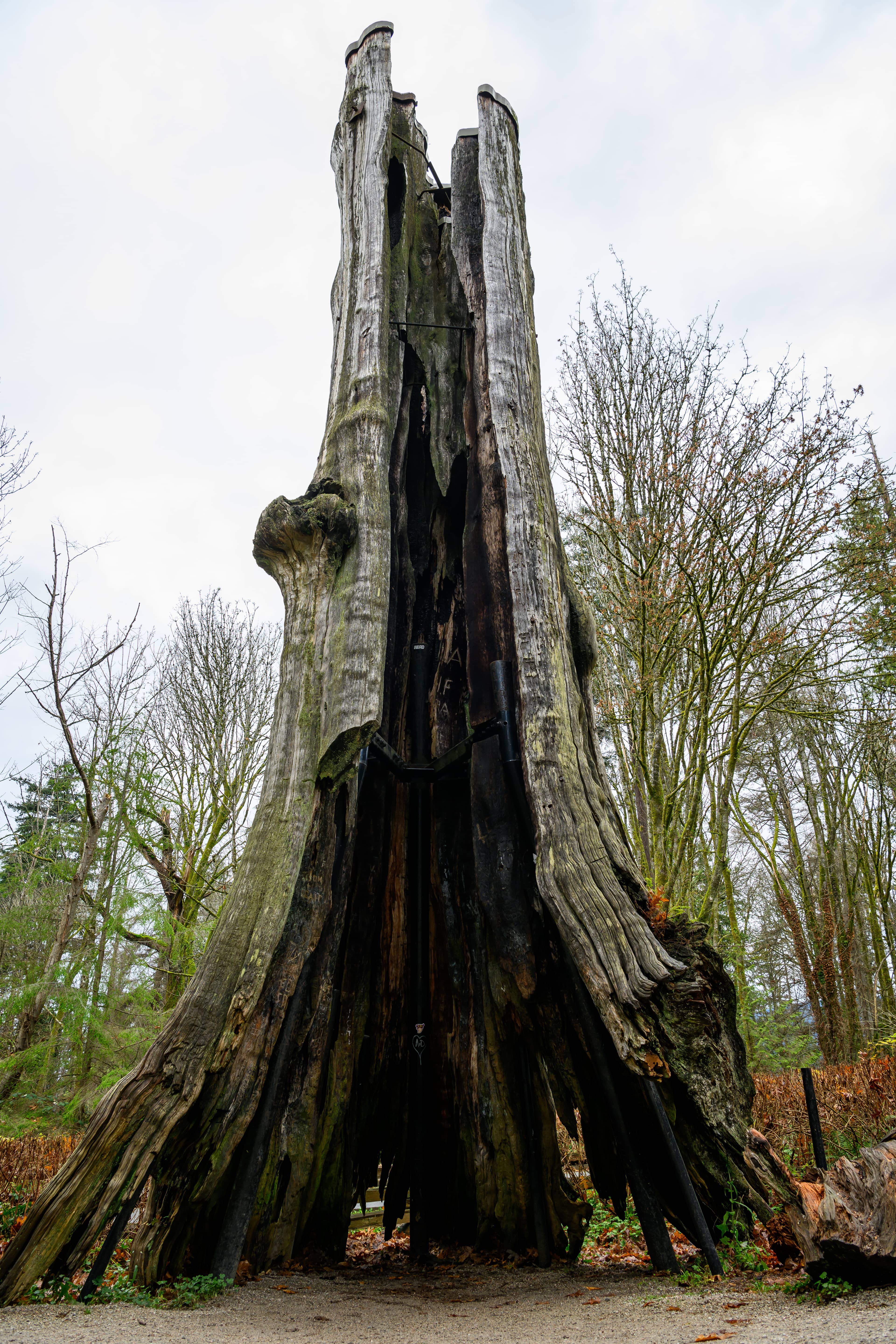 Old-Growth Forest Trails