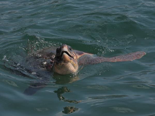 Loggerhead Sea Turtles