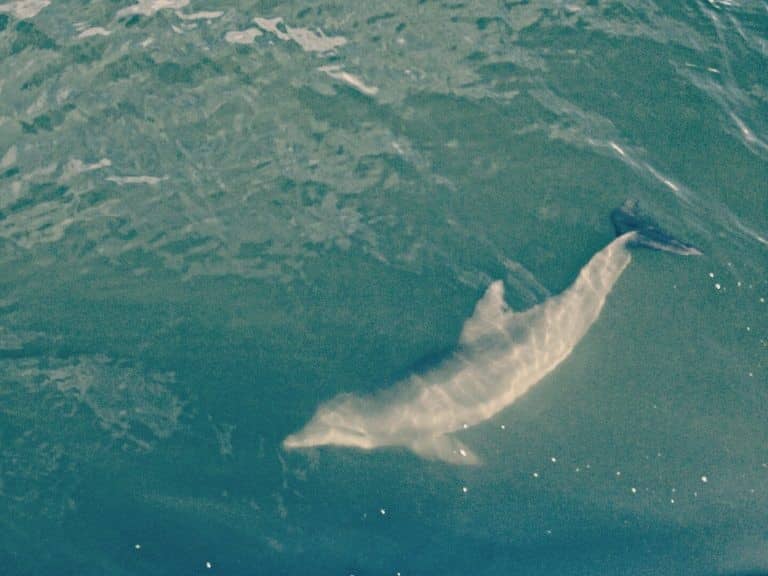 Dolphin & Manatee Sightings