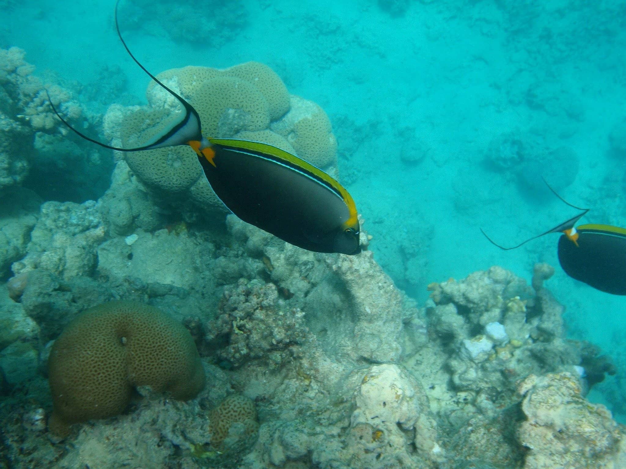 Abundant Fish Species