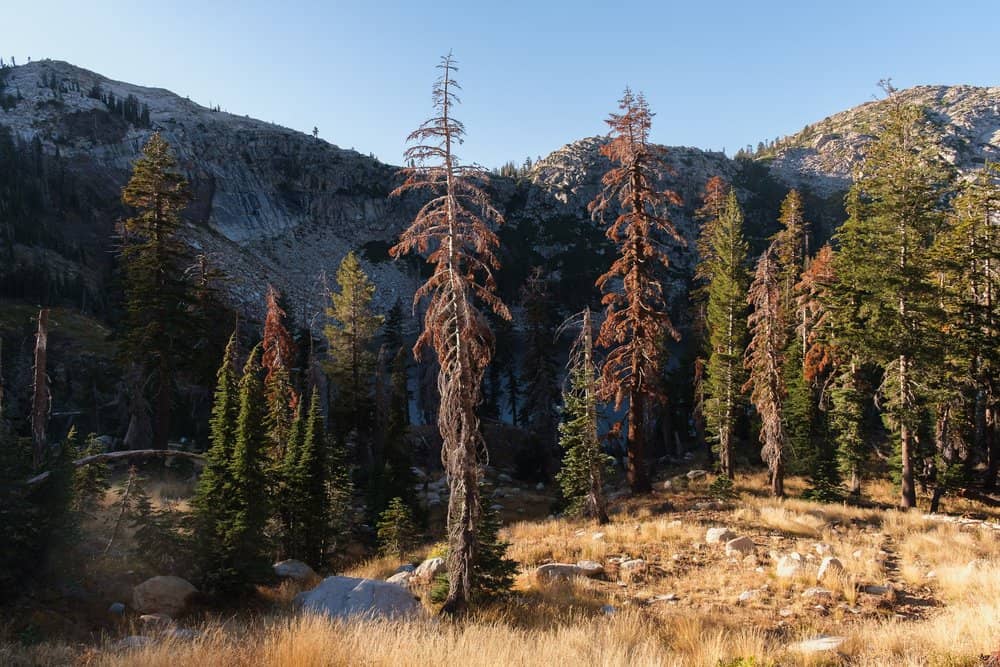 Pine Forest Ambiance