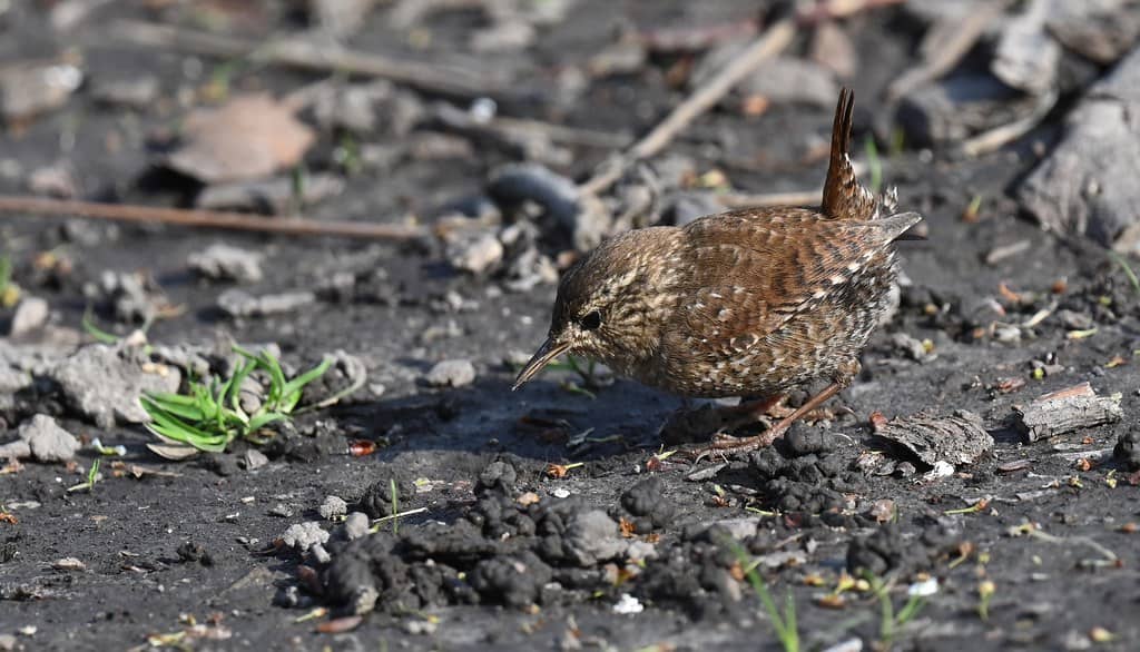 Robert & Martha Gaddy Bird Garden