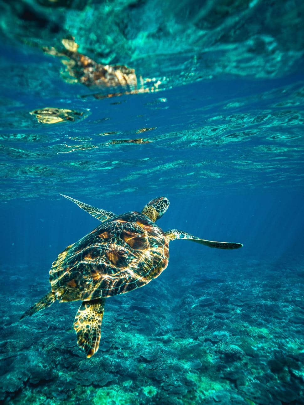 Sea Turtle Encounters