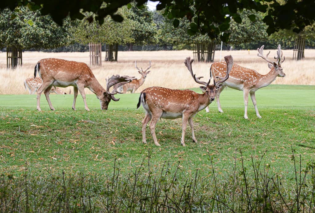 Fallow Deer Encounters
