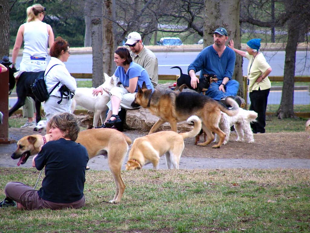 Dog Park