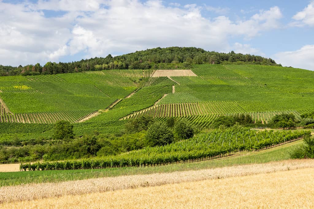 Franconian Wine Tasting