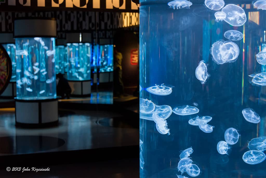 Aquarium of the Pacific