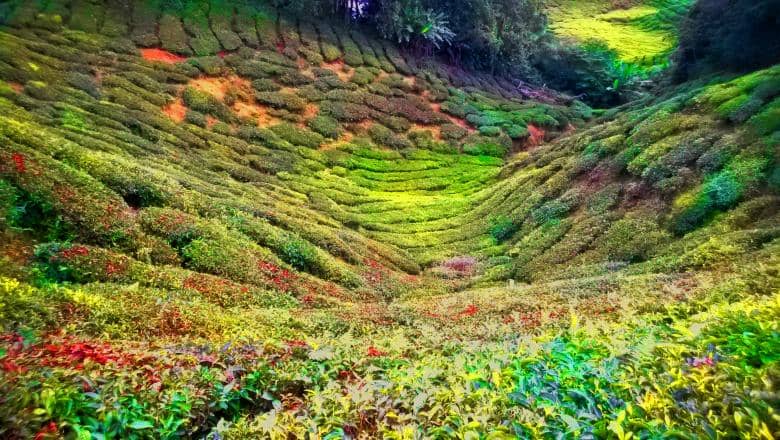 Scenic Mountain Views