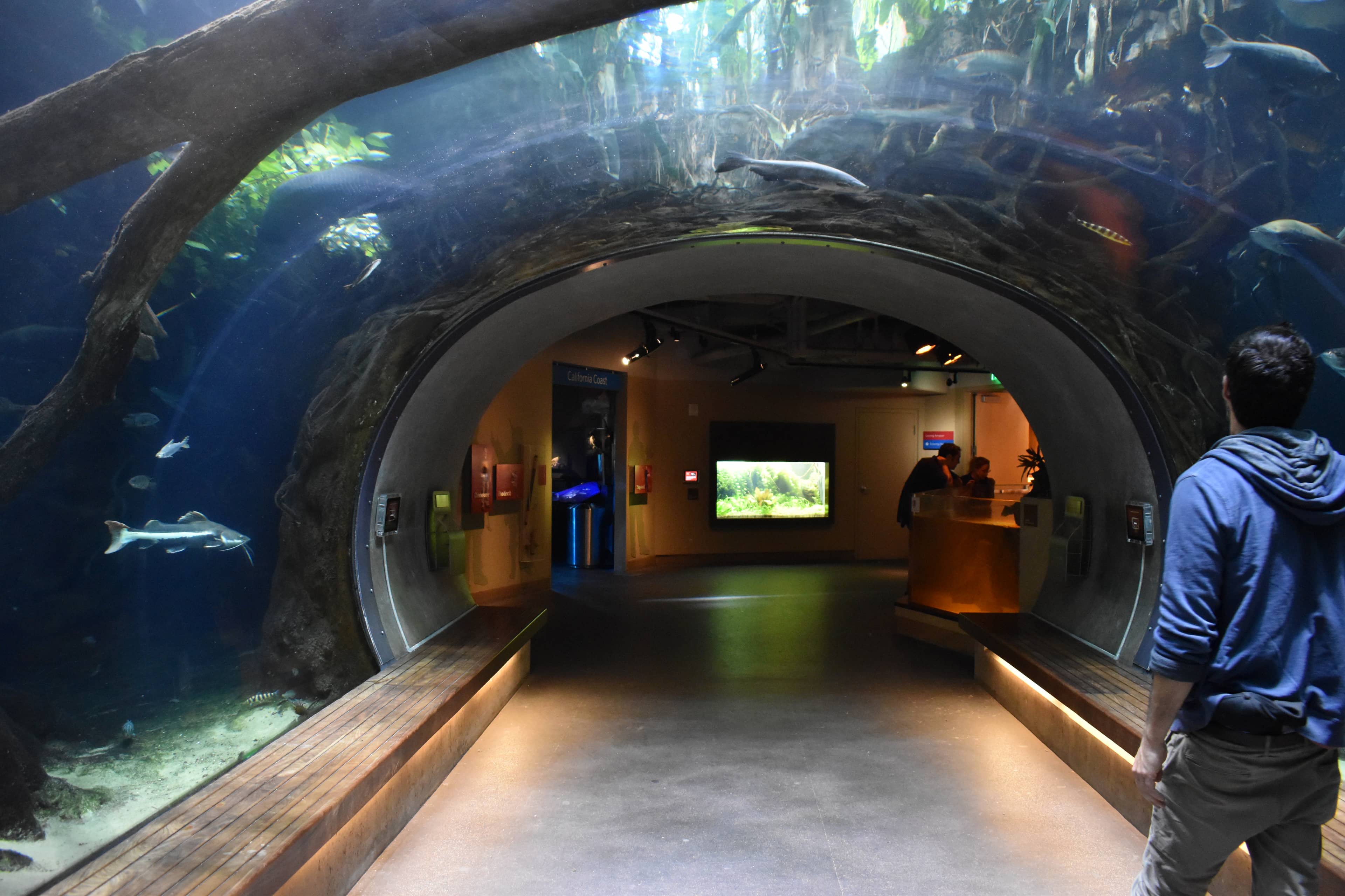 Steinhart Aquarium