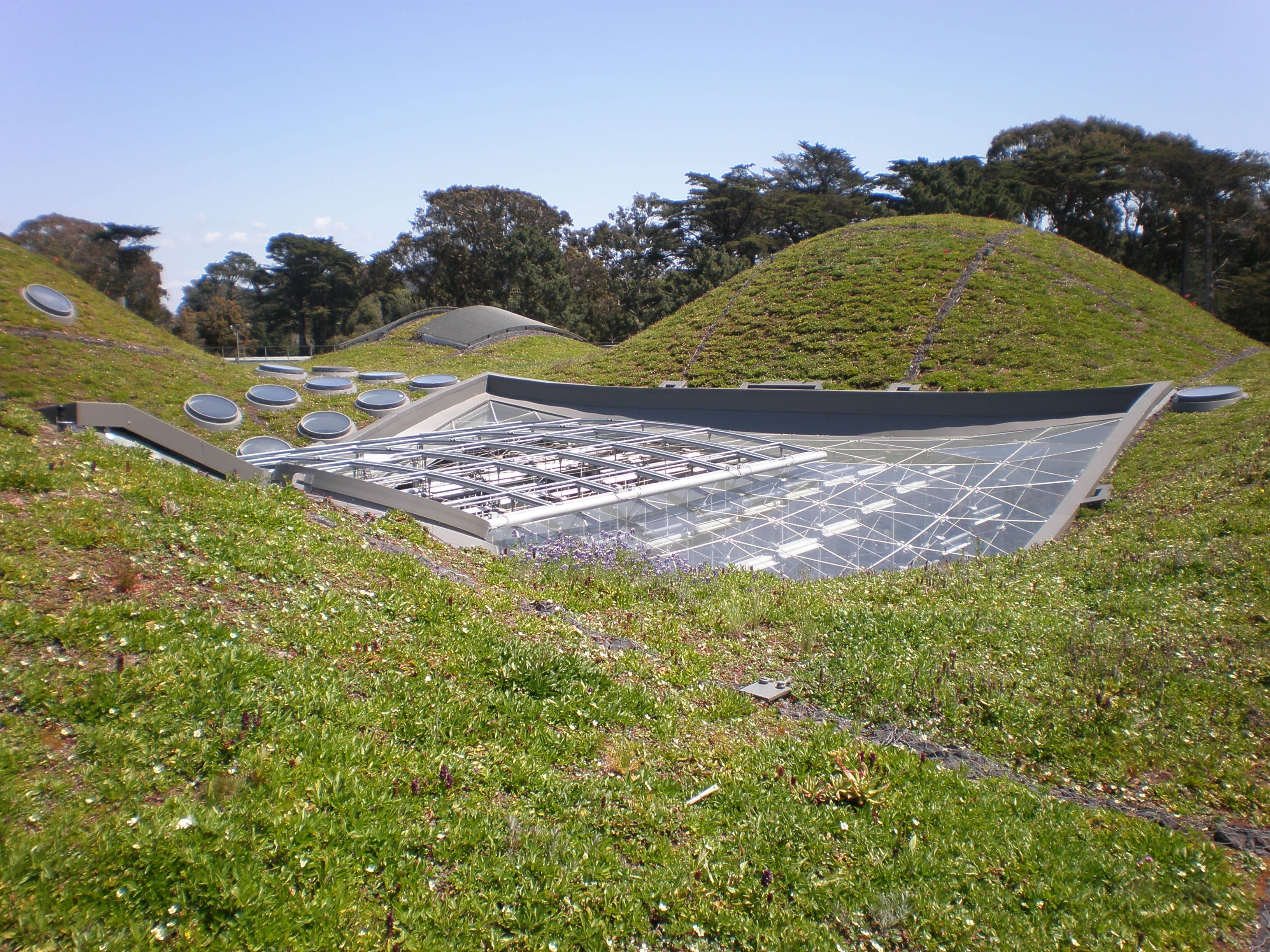 Living Roof