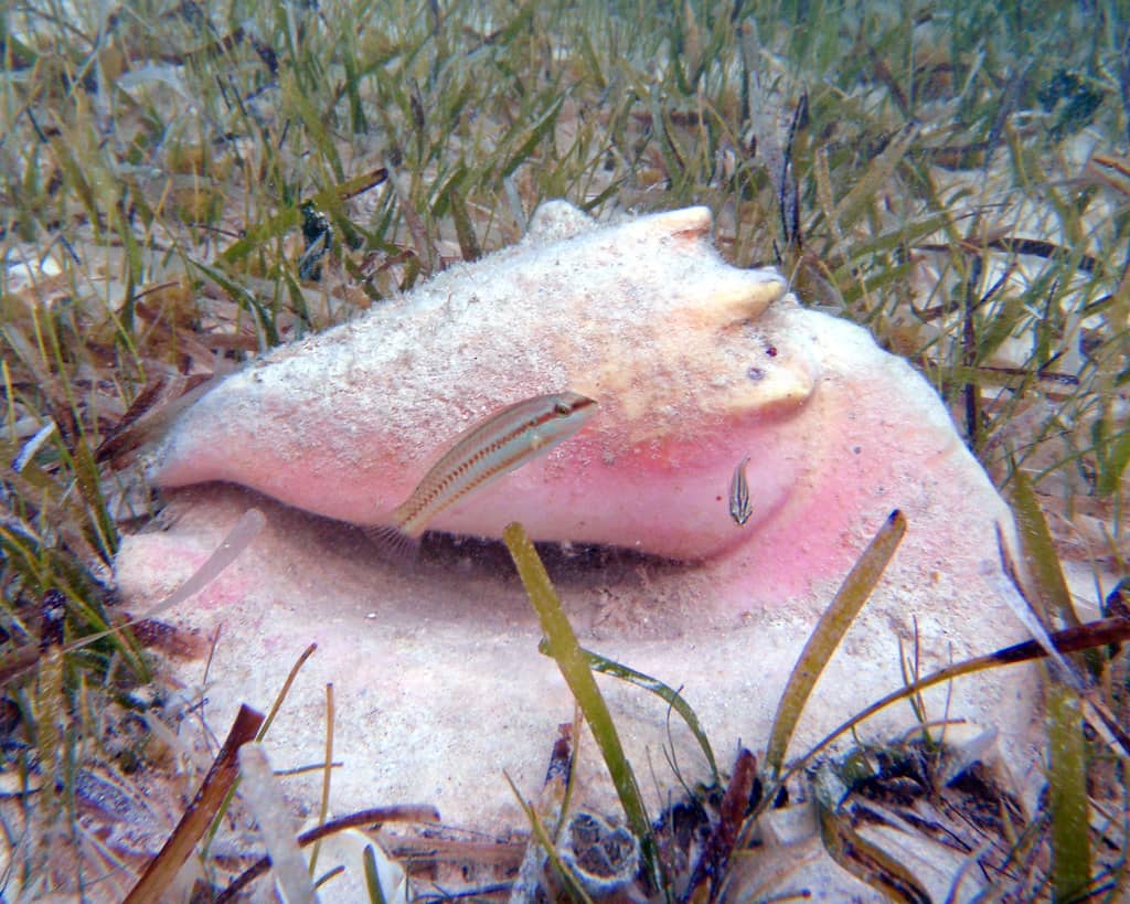 Conch Harvesting
