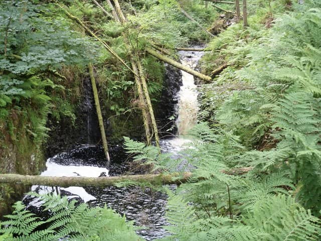 Wooded Exploration Trail