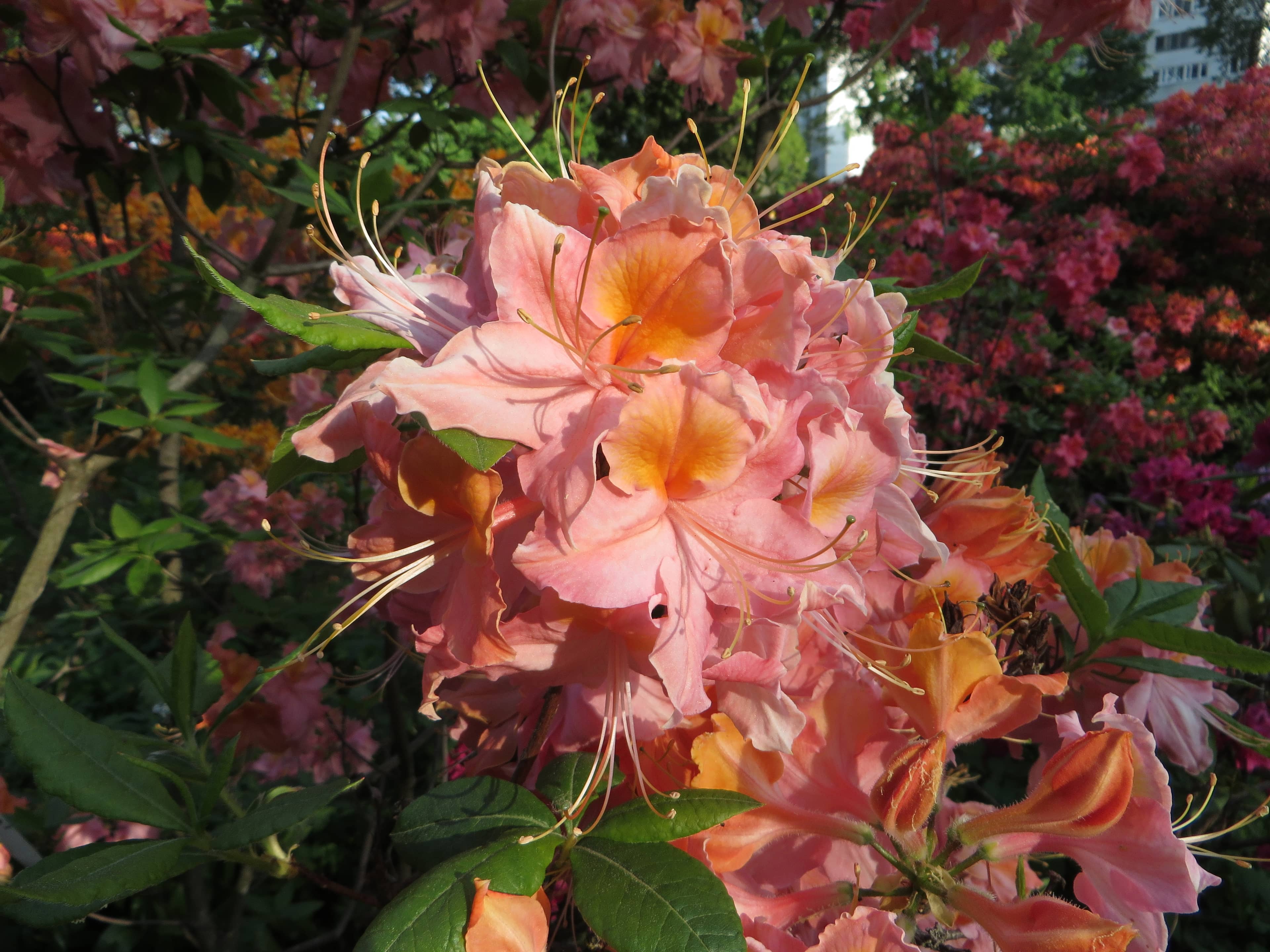 Rhododendron Blooms