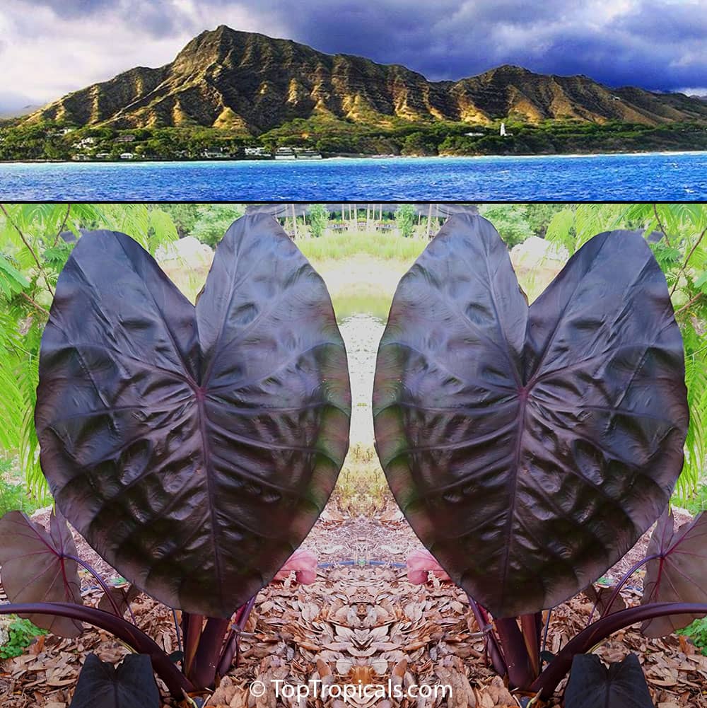 Kid-Friendly Splash Zones