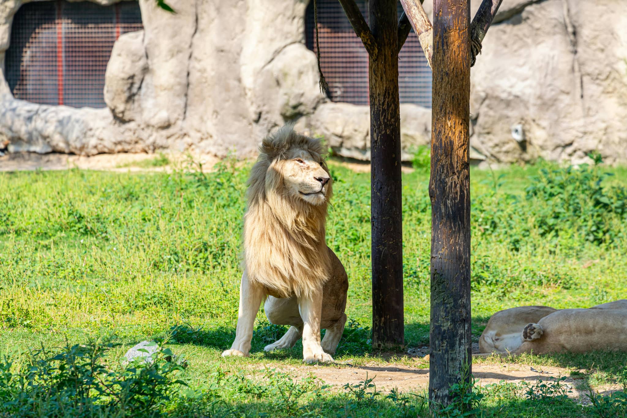 Majestic Big Cats