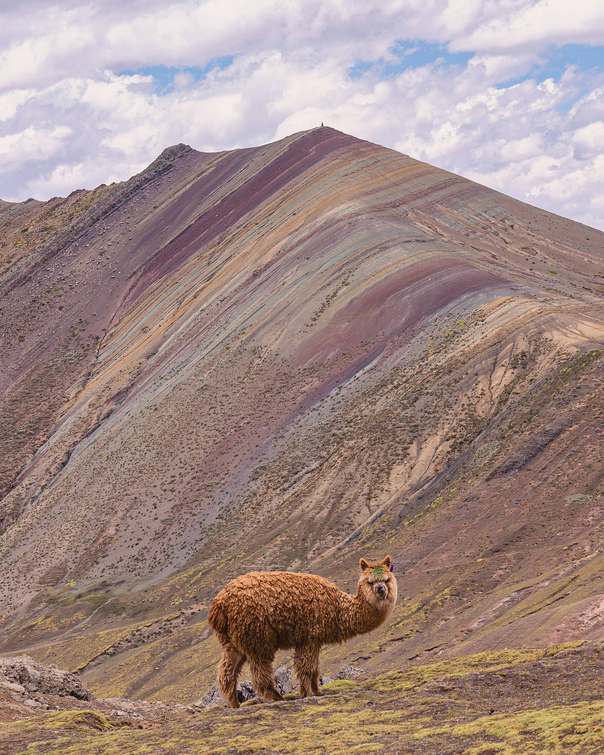 Llama Encounters