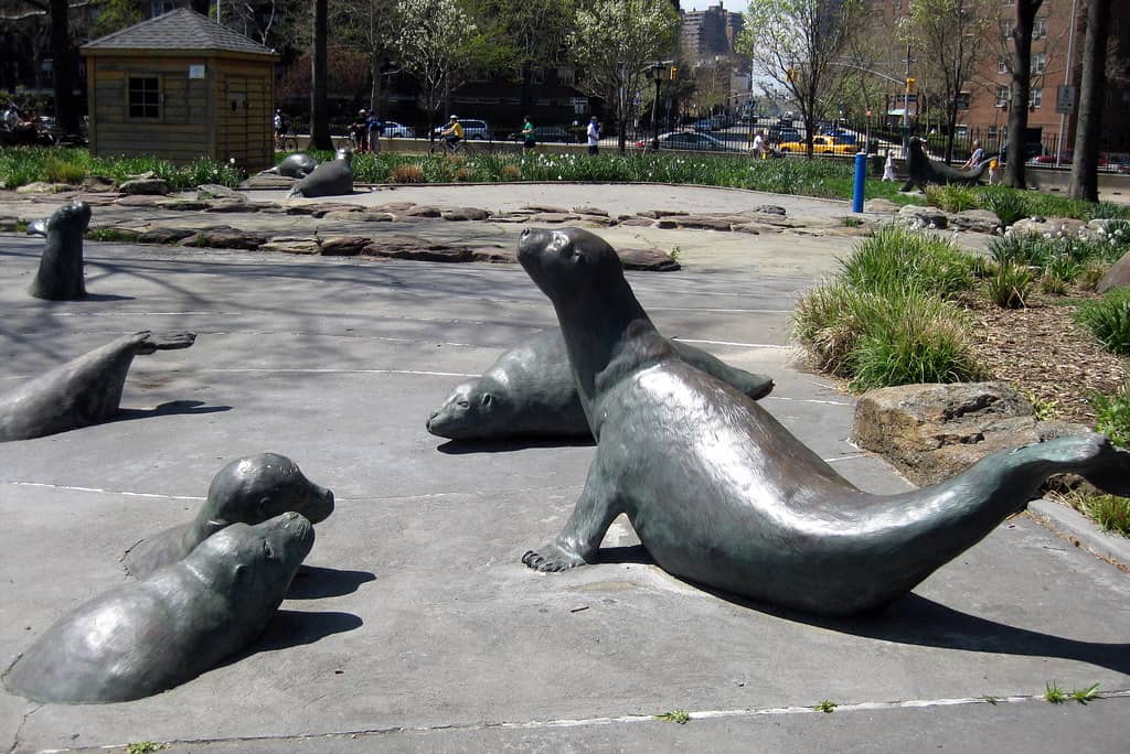 Harbor Seal Sightings