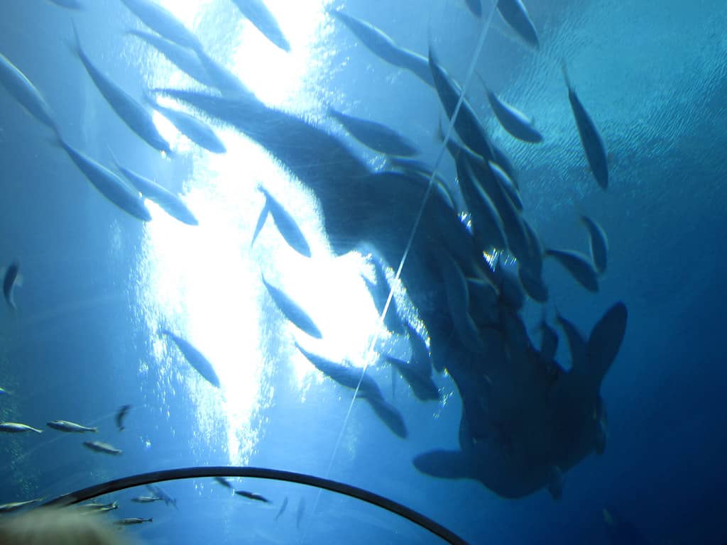 Shark Feeding & Talks