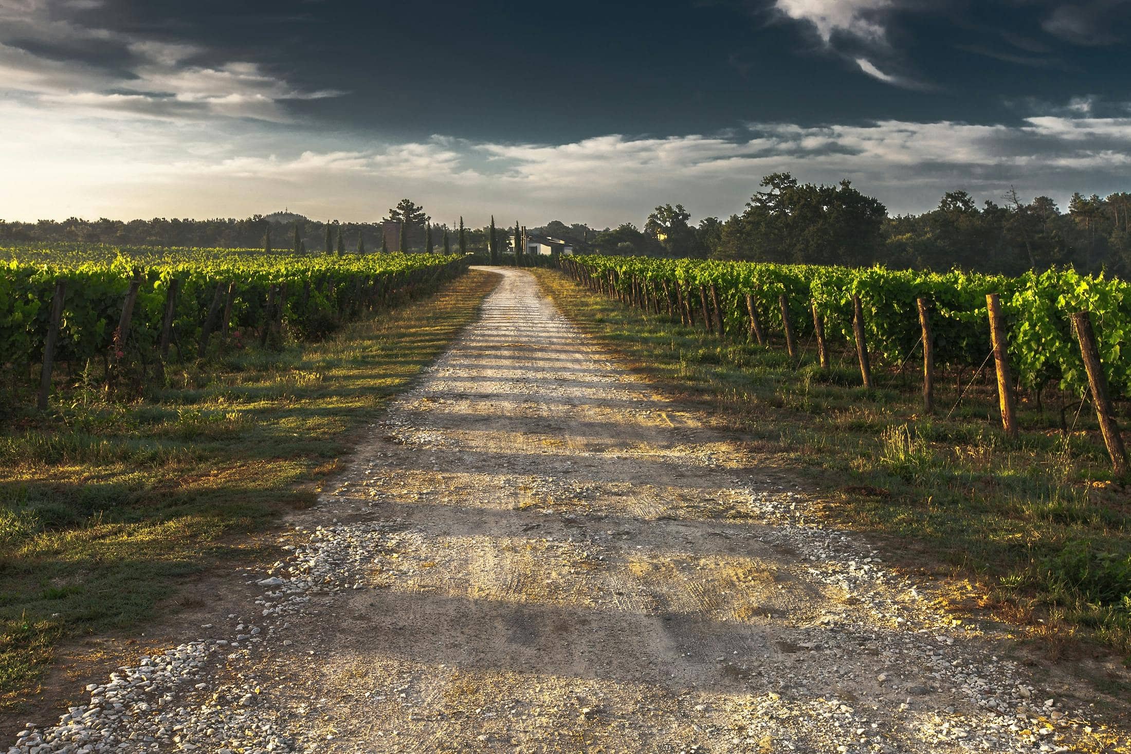 Charming Vineyard Landscapes