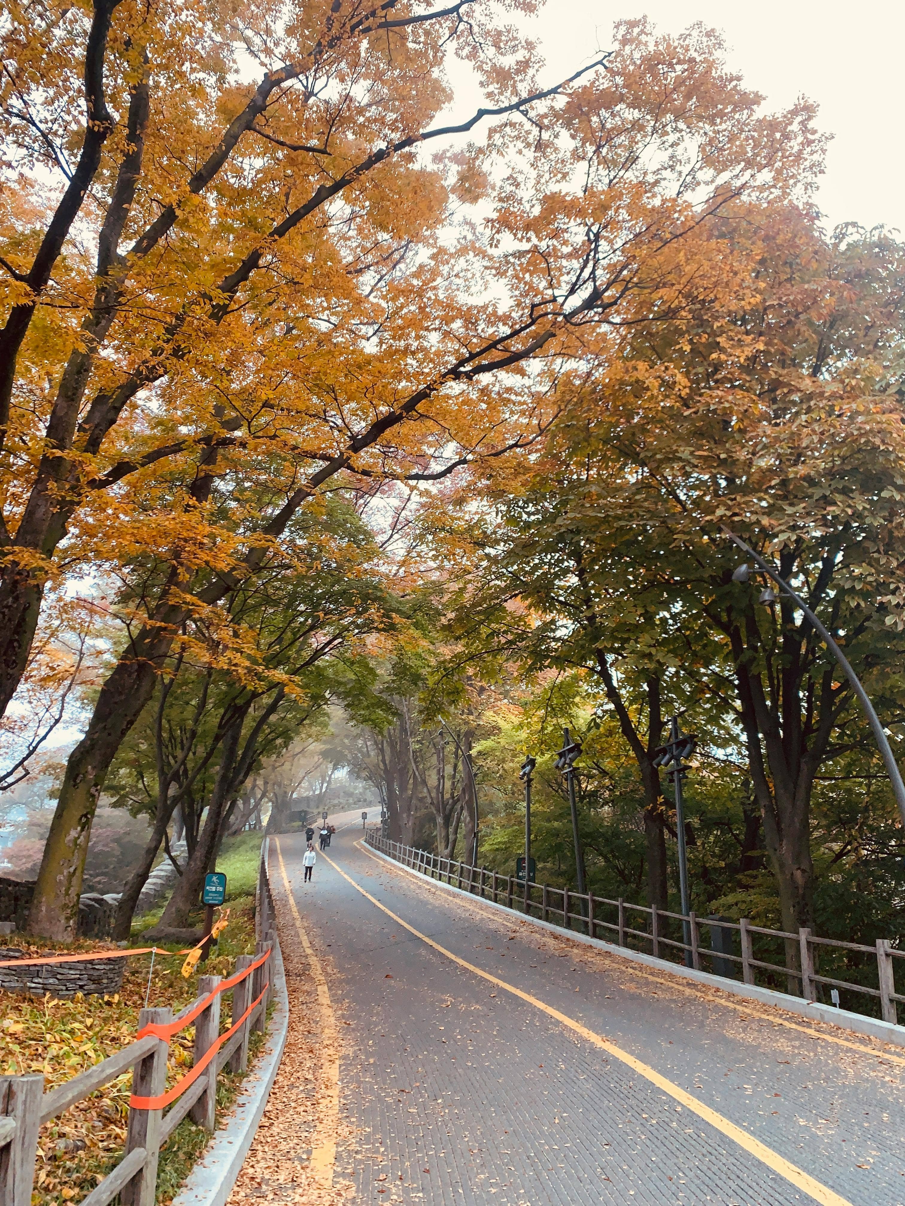 Autumn Foliage Views