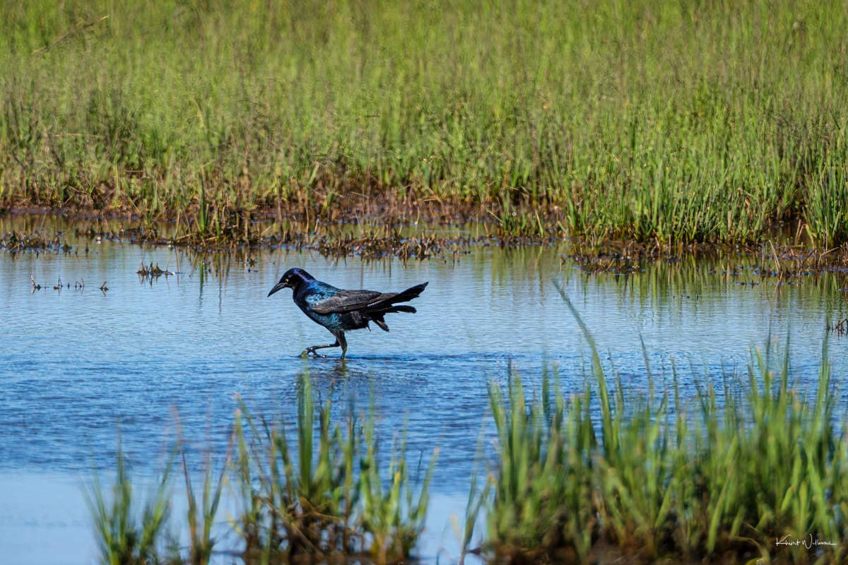 Birdwatching Paradise