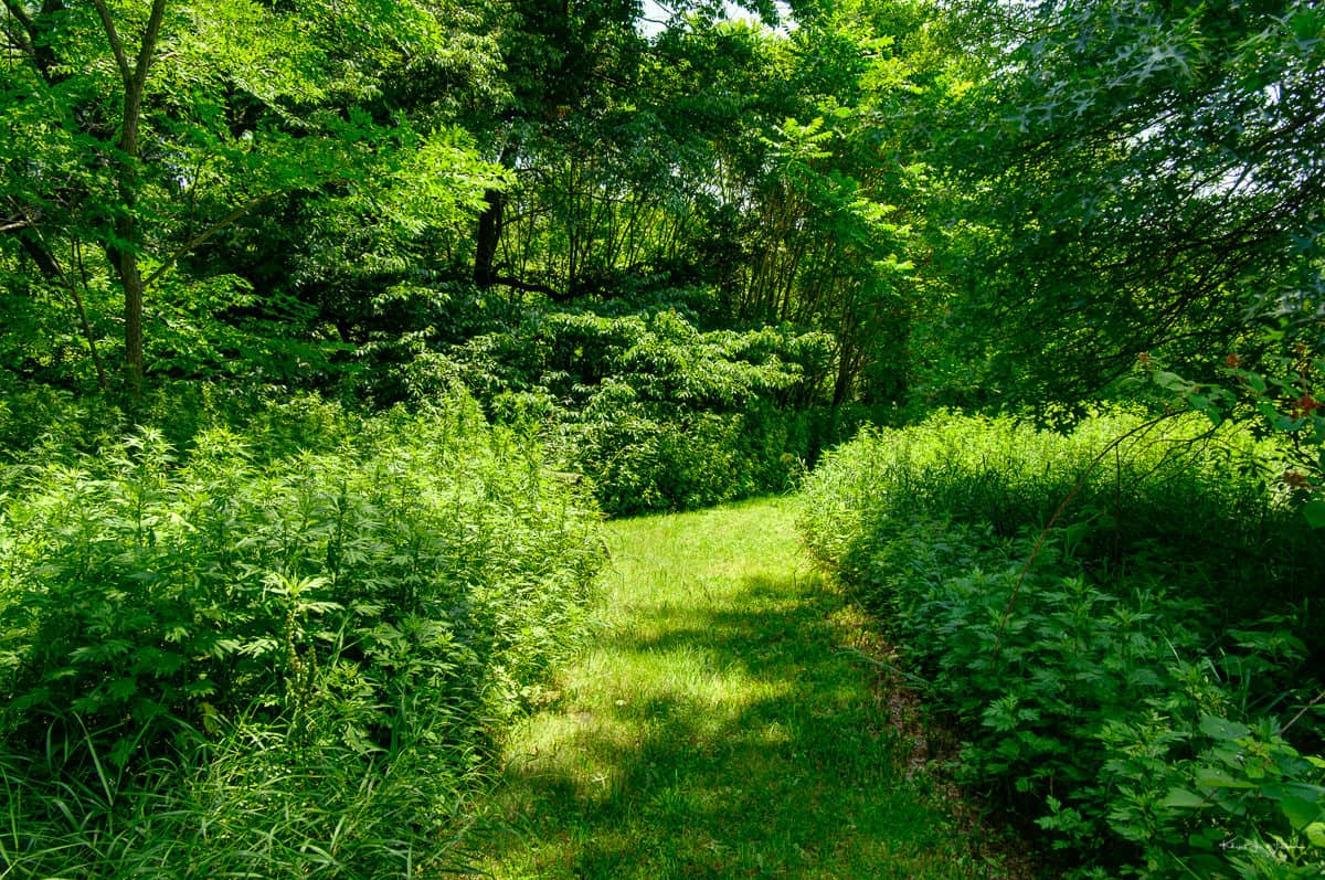 Peaceful Nature Walks