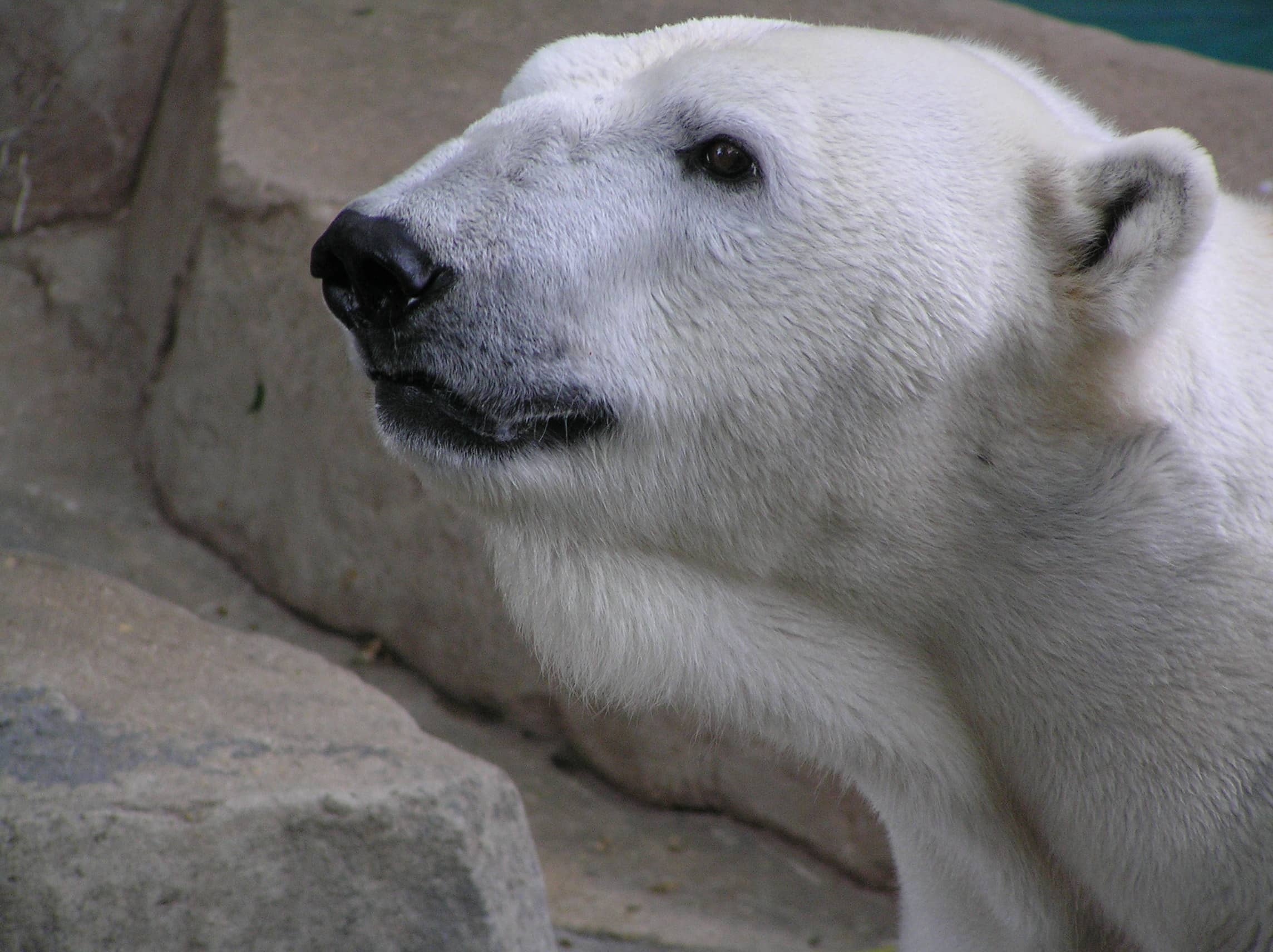 Polar Bear