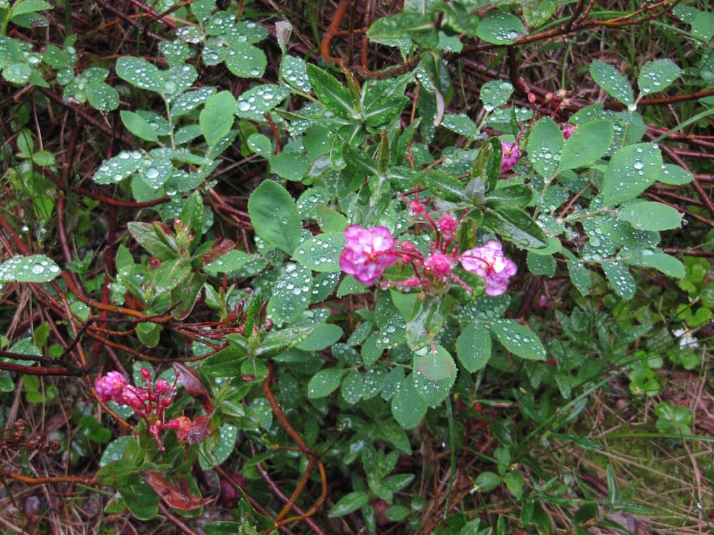 Pink Wildflowers