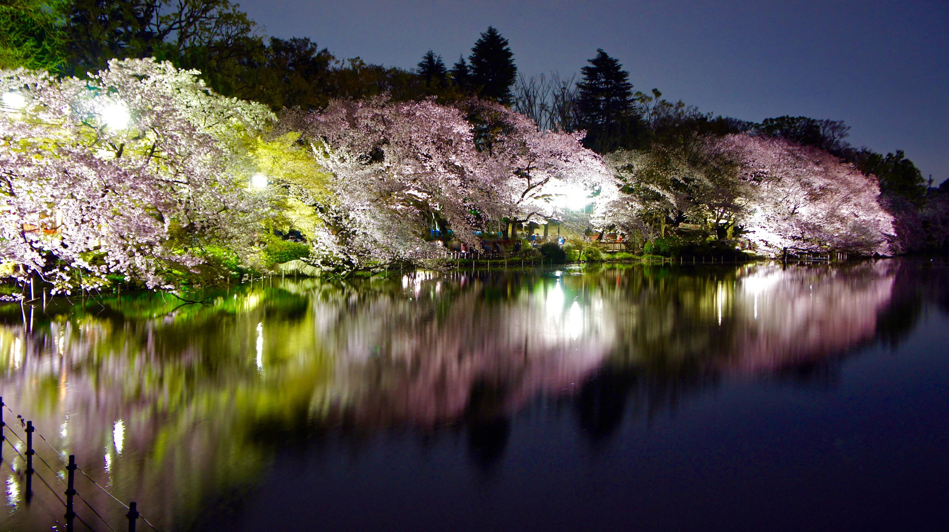 Cherry Blossom Spectacle