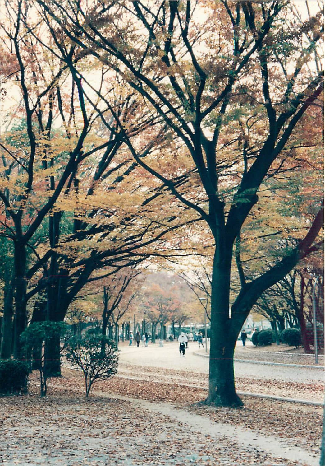 Nagai Park Surroundings