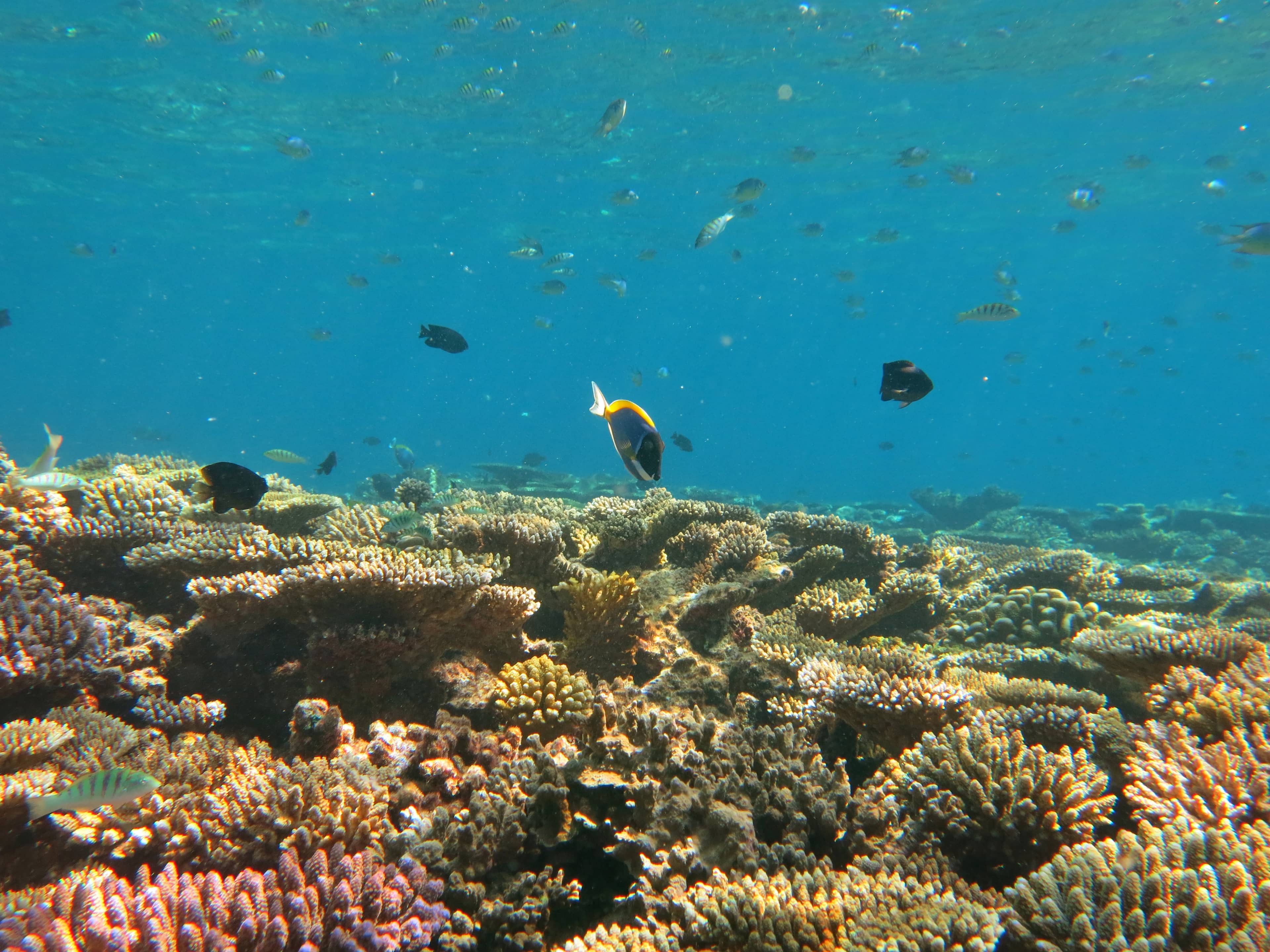 Coral Reefs and Marine Life