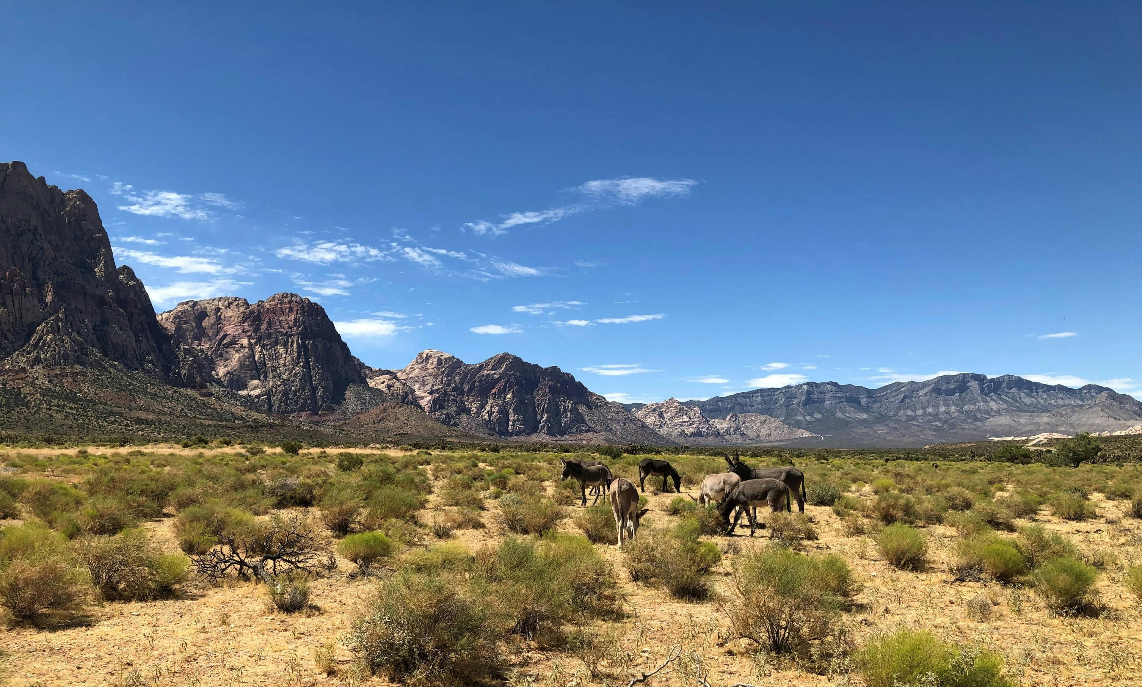 Wild Burros & Wildlife