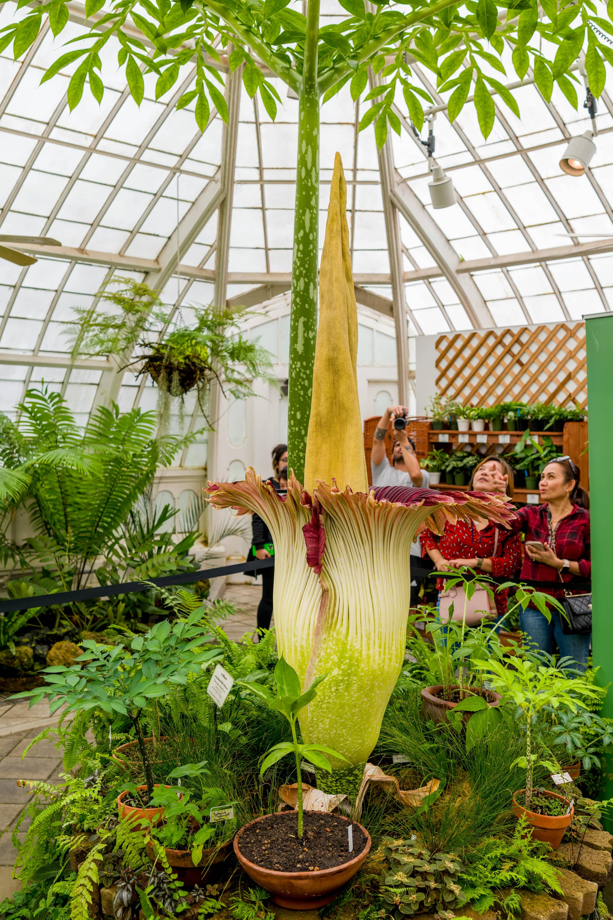 Greenhouse Collections