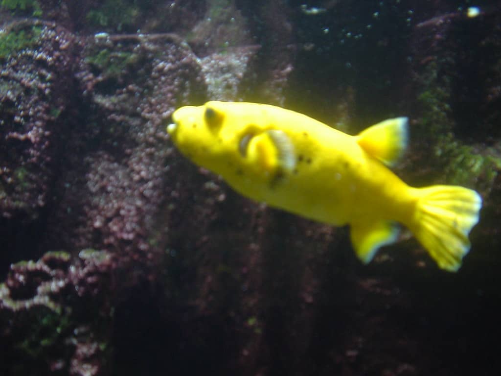 Vibrant Aquatic Life