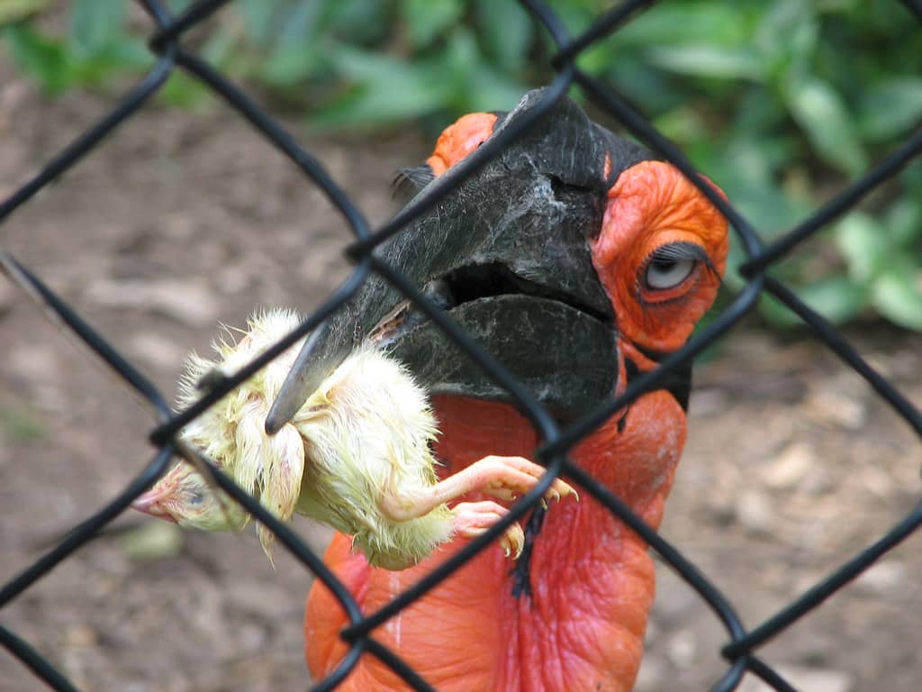 Reptile and Bird Exhibits